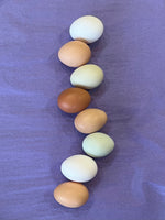 FUN Fertile Chicken Hatching Eggs - Exciting Varieties! LOCAL PICKUP ONLY