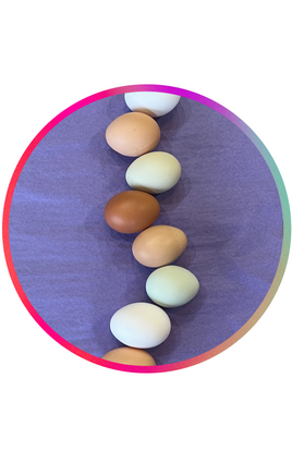 FUN Fertile Chicken Hatching Eggs - Exciting Varieties!
