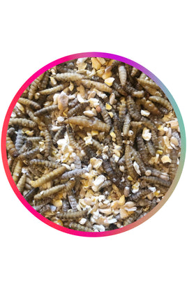 No 3 - KING BAU'K SUEY